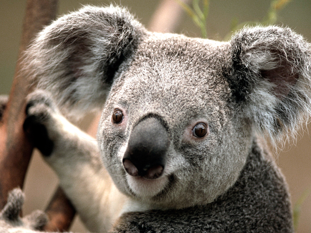 This is an image of koalas