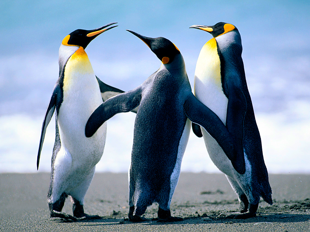 This is an image of penguins